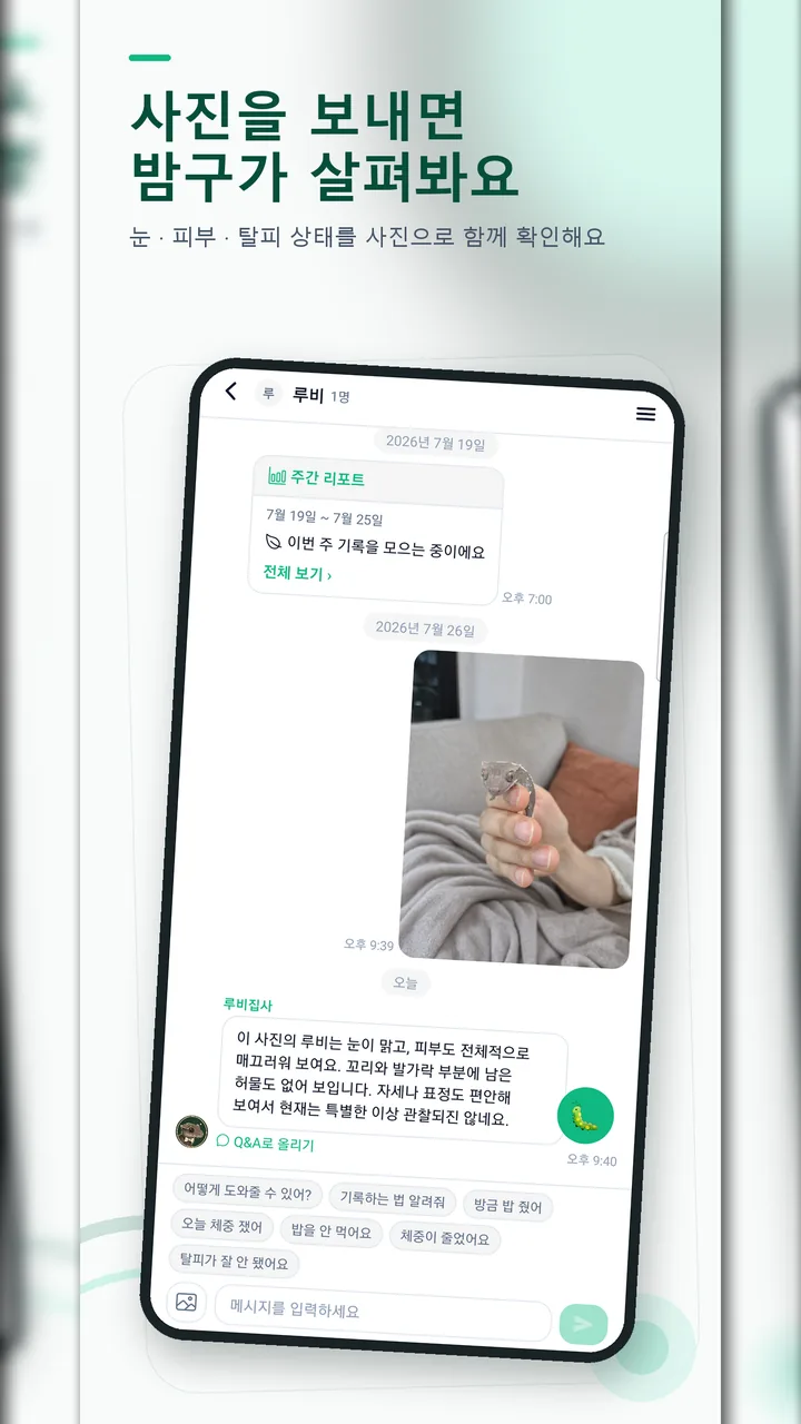 채팅방에 도마뱀 사진을 보내면 AI 집사 밤구가 눈·피부·탈피 상태를 함께 살펴보고 답하는 화면